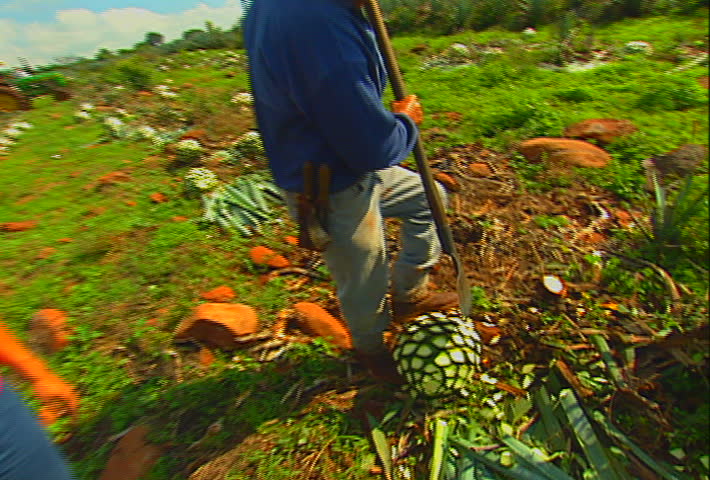 Mexican farmers harvest a blue agave (tequila) field, in Jalisco, Mexico.