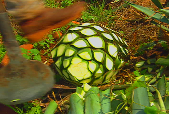 Mexican farmers harvest a blue agave (tequila) field, in Jalisco, Mexico.