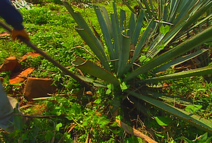 Mexican farmers harvest a blue agave (tequila) field, in Jalisco, Mexico.