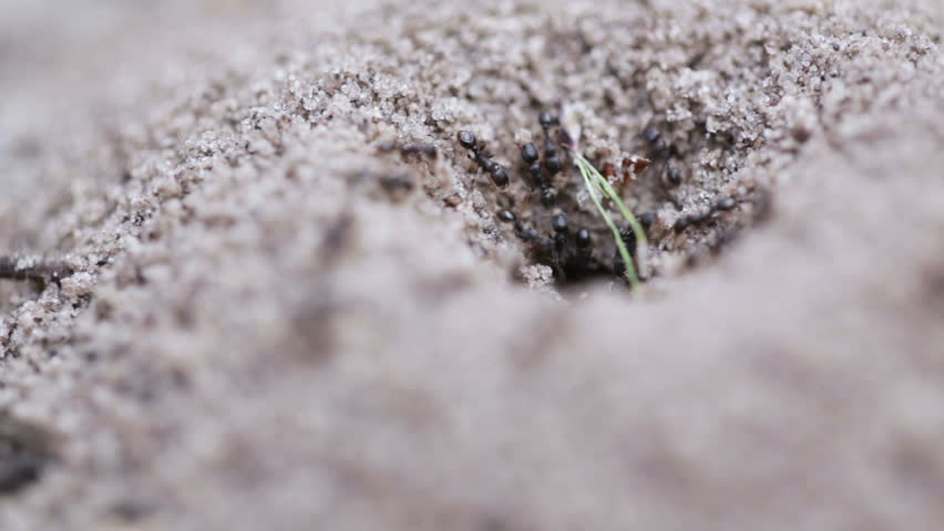 Macro dwelling ants in an anthill actively moving