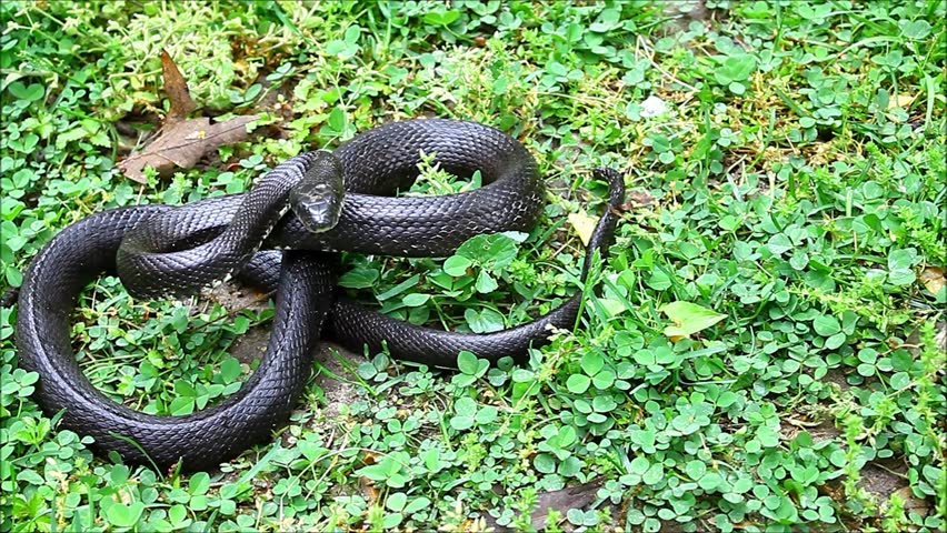An Eastern Ratsnake coiled up among the clover and grass on the ground on a summer day.