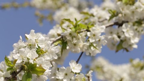 ?herry flowers blooming in springtime, branch of cherry tree with white blossoms on blue sky background