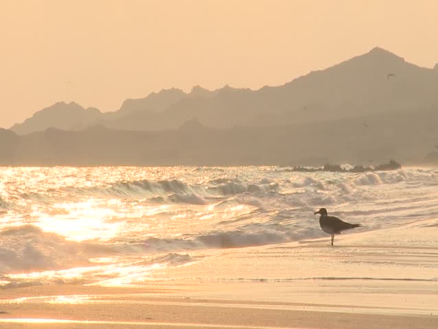 Seagulls on the beach