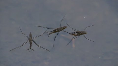 Three water strider lying on the water on the pond close to each other