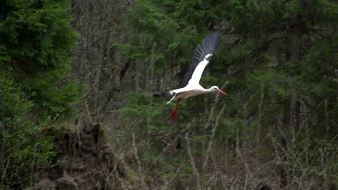 The beauty of a white stork bird flying in the air with its wings wide spread
