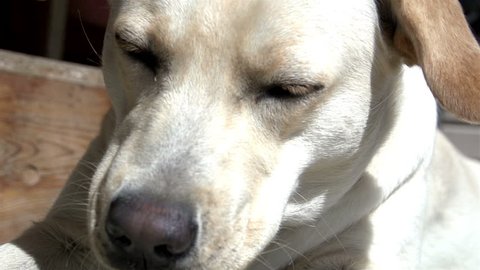 A labrador retriever dog on a slow motion licking his tounge