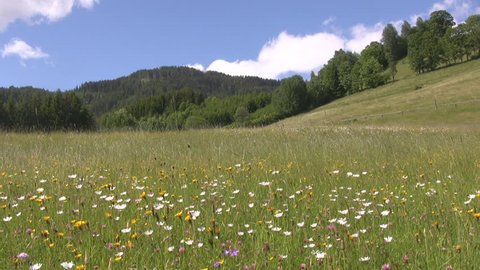 Meadow - Typical alpine pasture in Austria