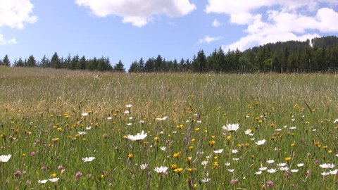 Meadow - Typical alpine pasture in Austria 