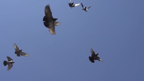 Flying Pigeons Bottom View. A flock of pigeons flying over the camera aimed up. Slow Motion at a rate of 480 fps