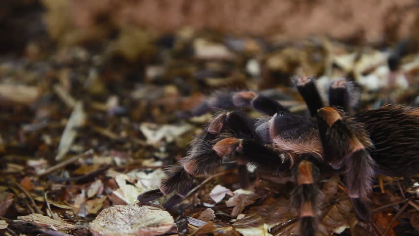 Mexican Redknee Tarantula Brachypelma smithi