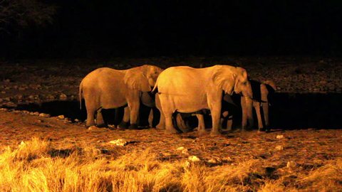 African elephant bull in Etosha Wildlife Reserve drinking water in waterhole by night, Namibia.