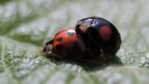 Mating Ladybugs, closeup
