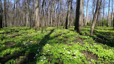 spring wood landscape with white flowers anemones - slider dolly shot