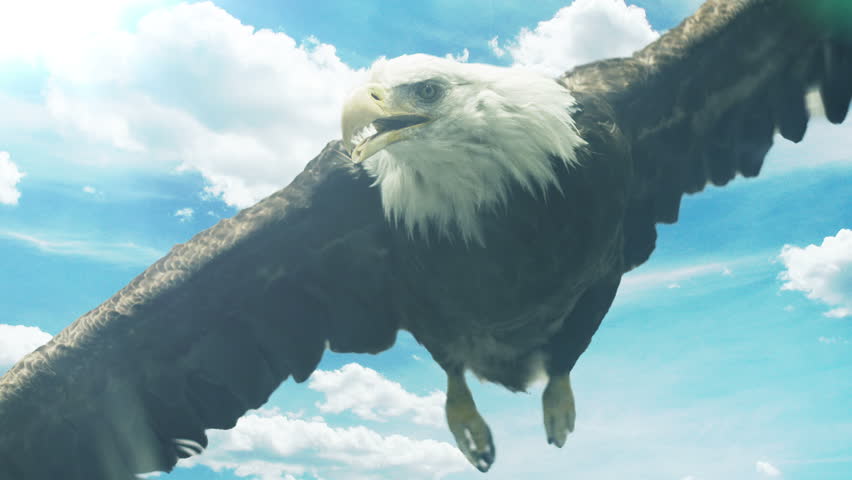 Bald Eagle Slow Motion Stock Footage Video 100 Royalty Free