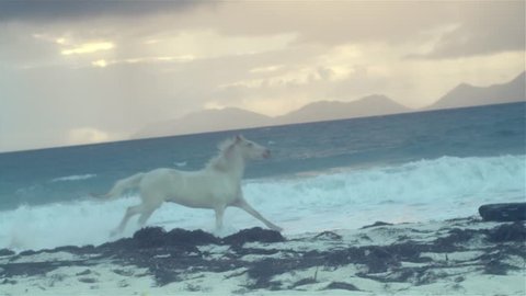 Horse running on beach 4