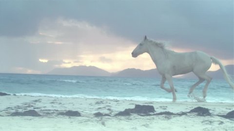 Horse running on beach  5