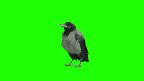 Crow stays stationary and cleans himself on green screen. Shot with Red Epic.