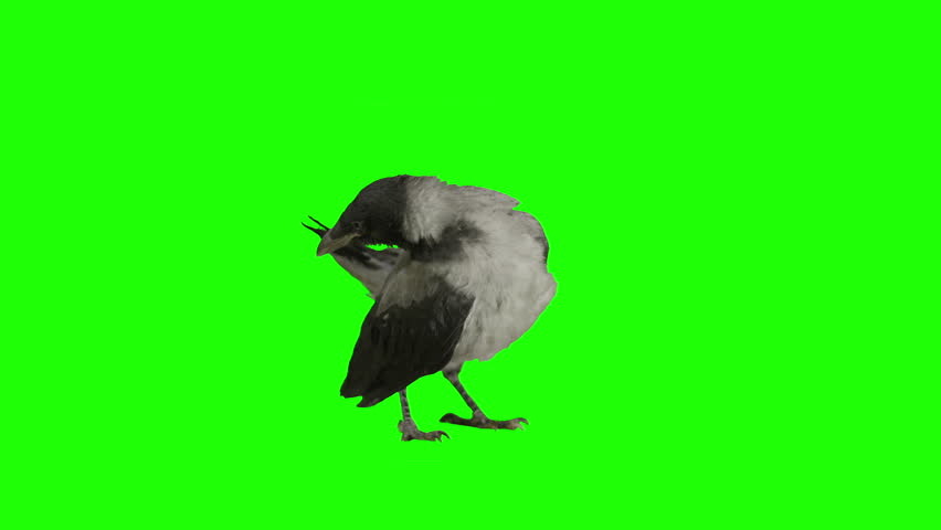 Crow stays stationary and cleans himself on green screen. Pack of three. Shot with Red Epic. Royalty-Free Stock Footage #6392270