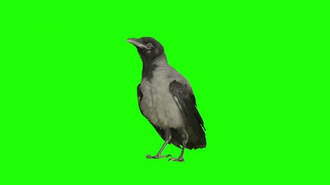 Crow stays stationary and cleans himself on green screen. Pack of three. Shot with Red Epic.