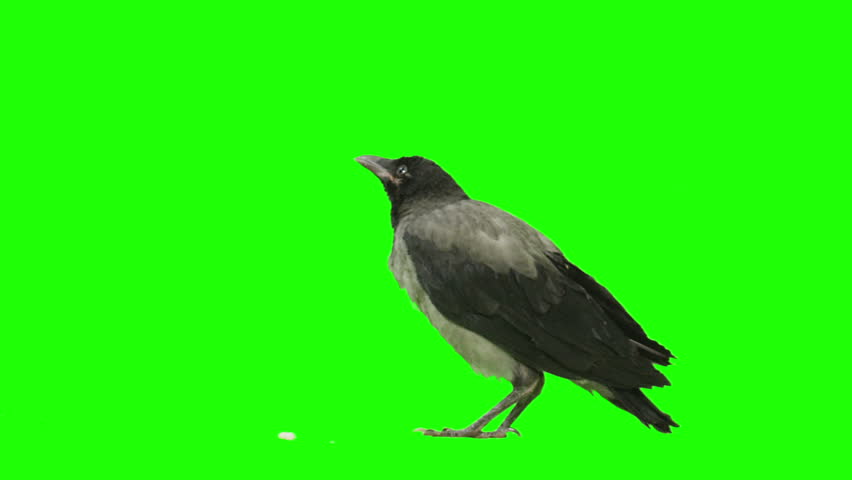 Crow videos. Футаж вороны. Green Screen вороны. Грач анимация. Зеленая ворона.