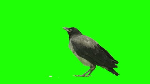 Crow is eating something and looking around on green screen. Shot with Red Epic.