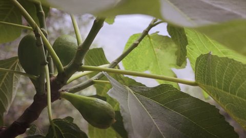 Green figs on the tree in a cloudy day