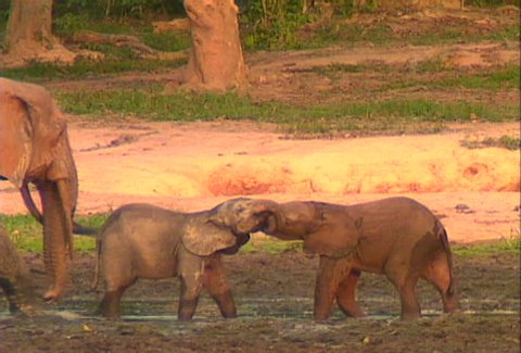A family of African Forest Elephants play in the mud in the jungle of the Congo River basin. - Βίντεο στοκ