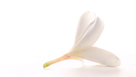 Zoom on fragrant Frangipani isolated against white