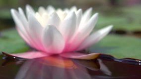 Water lily closeup in a pond. Lotus flower. Waterlilly. Waterlillies. Slow motion video footage. Slowmo. Slow-mo. High speed camera shot