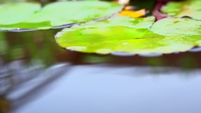 Water lily closeup in a pond. Lotus flower. Waterlilly. Waterlilies. Slow motion video footage. Slowmo. Slow-mo. High speed camera shot