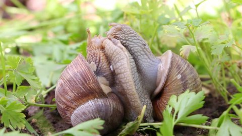 Snail couple. Snail lovers. Snail couple make love, close up.