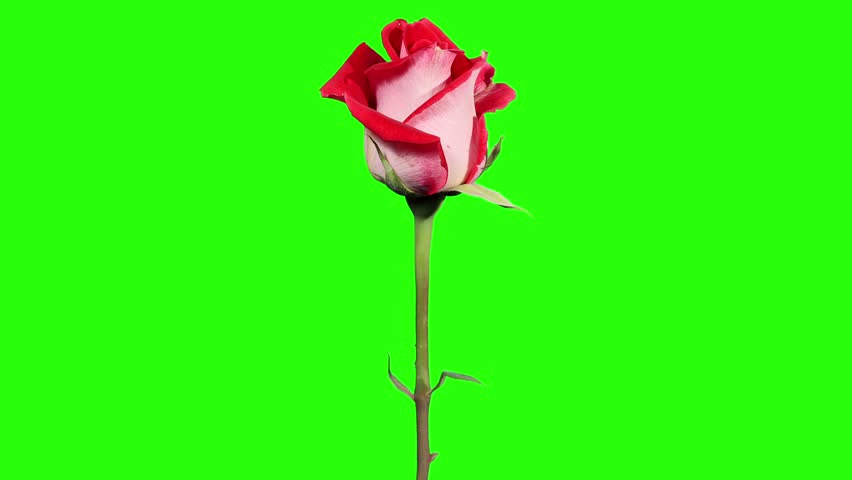 Blooming Red Roses Flower Buds Stock Footage Video 100 Royalty Free 6405581 Shutterstock