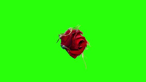 Blooming red roses flower buds green screen, FULL HD. (Rose Red Magic), timelapse Stock Video
