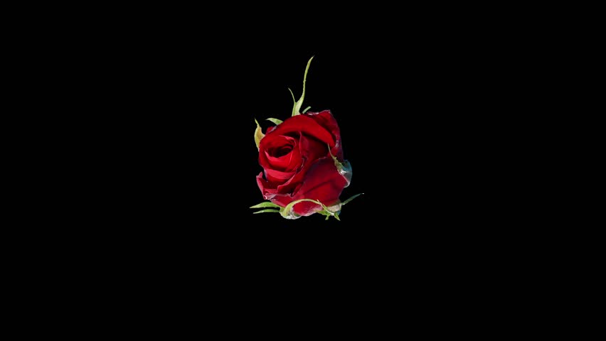 Blooming red roses flower buds ALPHA matte, FULL HD. (Rose Red Magic), timelapse
 Royalty-Free Stock Footage #6405668