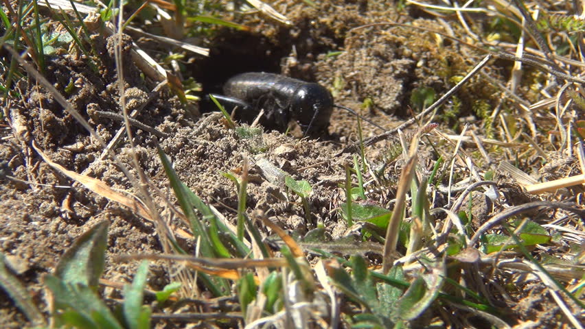 close cricket wildlife gryllidae insect on Stock Footage Video (100% ...