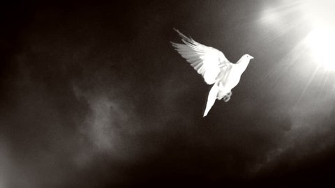 Dove of hope. Black and white