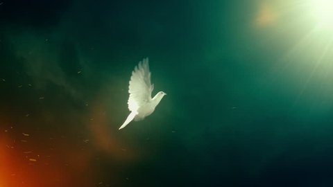 Dove of hope. Slow motion