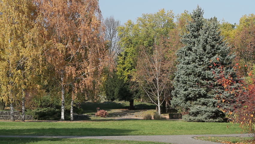 Trees in the wind, autumn season.