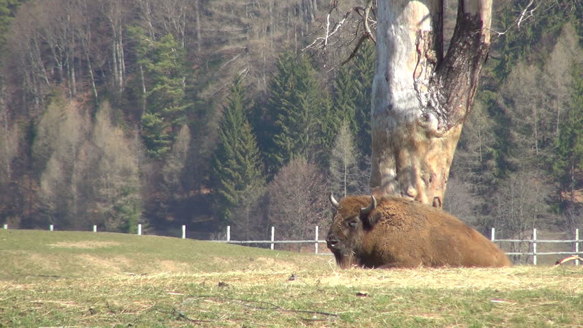 European Bison Bonasus, Buffalo Resting, Relaxing in Mountains, Wildlife, Nature