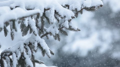 snowing slowly - lovely winter scenery with snow falling slowly and spruce covered with snow (shallow DOF) - works great as a background, plenty room for your text
