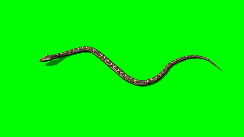 python snake crawls - green screen Royalty-Free Stock Footage #6414377