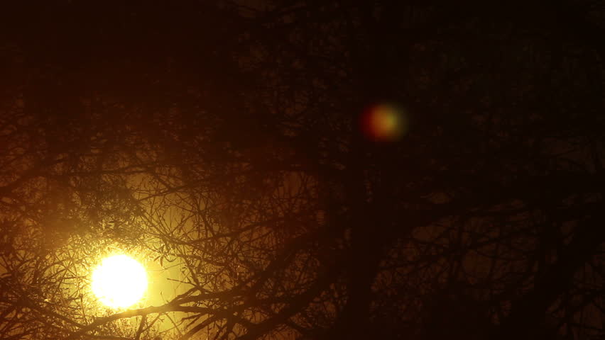 Beautiful clouds and blossoming tree. Time lapse