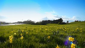 Wide Angle Park, Daffodils in Spring, Lens Flare