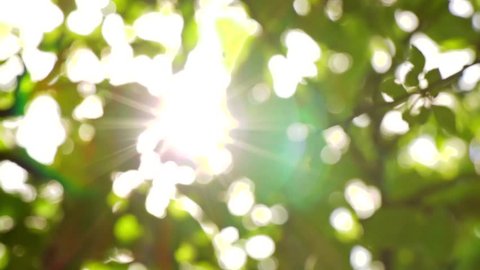 Sunlight Solar Power through leaves and branches of a tree 1