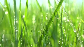 Grass with dew drops. Blurred Grass Background With Water Drops closeup. Nature. Environment concept. Slow motion 240 fps. HD video footage 1080p