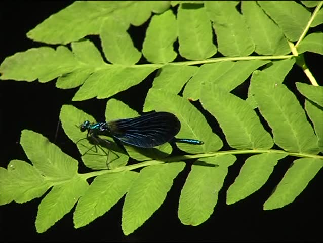 Dragonfly on a fern