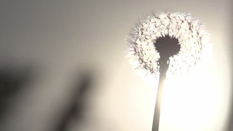Blowing Dandelion Seeds. Flying dandelion seeds against the bright sun. Slow Motion at a rate of 240 fps