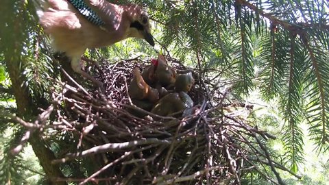 Jay bird (Garrulus glandarius) male feeding the young.