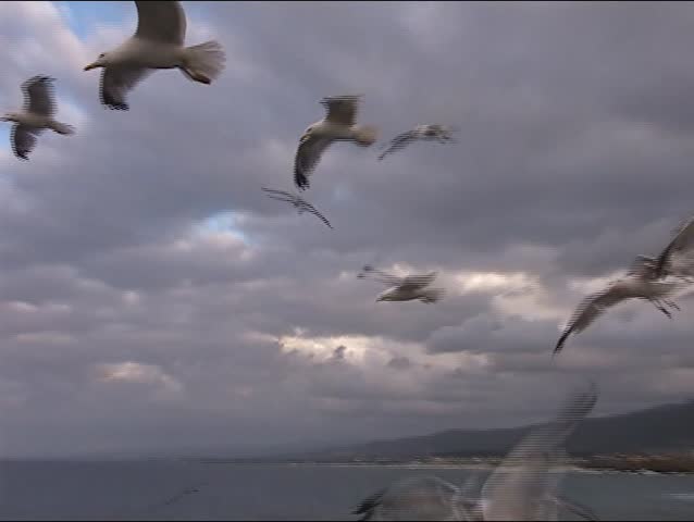 Gulls flying