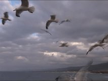 Gulls flying - Powered by Shutterstock - Get 15% off with code: PIKWIZARD15